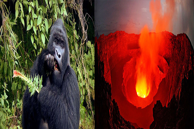 4 DAYS NYIRAGONGO AND VOLCANOES GORILLA SAFARI.